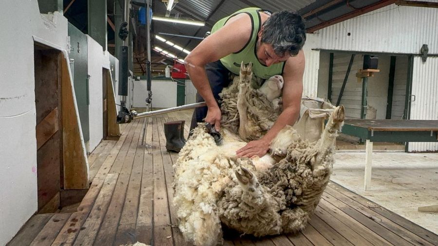 Un hombre esquilando una oveja. Las industrias ovinas y pesqueras son las principales fuentes de ingresos de las Islas.